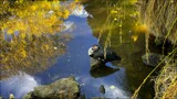 Autumn Walk 7 by LynEve, photography->birds gallery