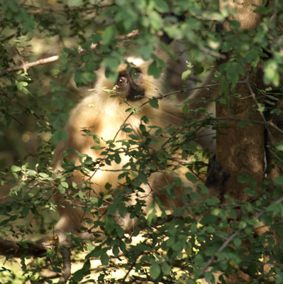 Click here to view at full resolution.