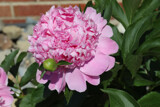 A Peony for Friday by jerseygurl, photography->flowers gallery