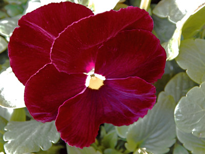 Click here to view at full resolution.