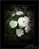 Little White Bouquet by Roseman_Stan, photography->flowers gallery