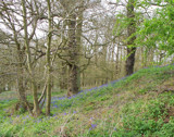 Bluebells in Spring by TheWhisperer, Photography->Landscape gallery