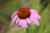 Coneflower by Pistos, photography->flowers gallery