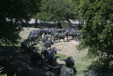 Cattle Drive by dleuty, Photography->Sculpture gallery