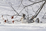 "Grandma's Snow Bunny (Jackrabbit) by icedancer, photography->animals gallery