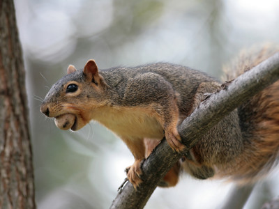 Click here to view at full resolution.