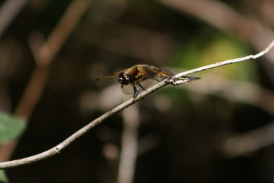 Click here to view at full resolution.