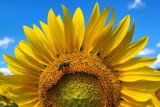 Sunflower power by mausi2541, photography->flowers gallery