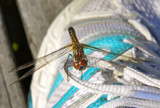 A Dragonfly by Ollivander, photography->insects/spiders gallery