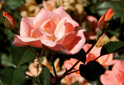 Click here to view at full resolution.