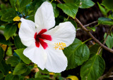 Hibiscus by luckyshot, photography->flowers gallery