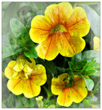 Blooms by Starglow, photography->flowers gallery