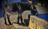 A beer please! by ovar2008, photography->animals gallery