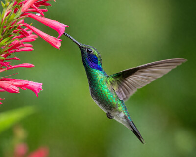 Click here to view at full resolution.