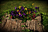 Saturated Stump by vangoughs, photography->flowers gallery