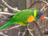 Lorikeet-2 by Gary1592, Photography->Birds gallery