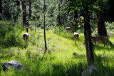 Peace of Mind for SEFA by Nikoneer, photography->animals gallery Peace of Mind for SEFA by Nikoneer, photography->animals gallery