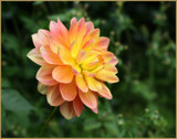 In The Dahlia Garden #25 Back Again by LynEve, photography->flowers gallery