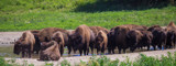 Bison Guard by Pistos, photography->animals gallery