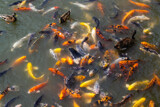 Koi Mess by Pistos, photography->animals gallery