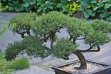 Bonsai by Ramad, photography->gardens gallery