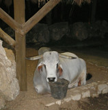 Mexican Bull by PamParson, Photography->Animals gallery