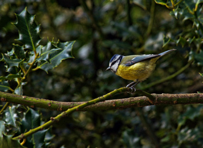 Click here to view at full resolution.