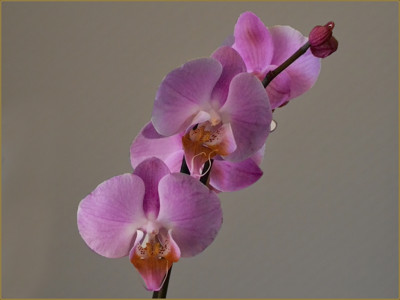 Click here to view at full resolution.