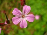 Flower in the Yard by squishypudding, Photography->Flowers gallery