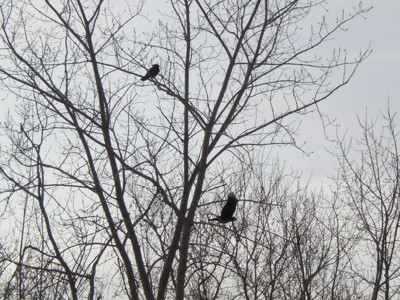 Click here to view at full resolution.