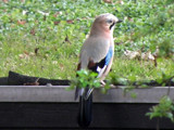 Eurasian Jay by Ramad, photography->birds gallery