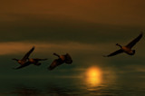 Night Flight by biffobear, photography->birds gallery