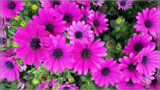 Osteospermum Barberiae (Rain Daisy) by Flmngseabass, photography->flowers gallery