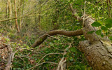 Fallen one by gonedigital, Photography->Nature gallery