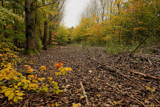 Autumn in the forest by Paul_Gerritsen, photography->landscape gallery