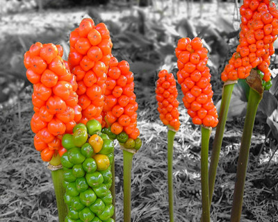 Click here to view at full resolution.