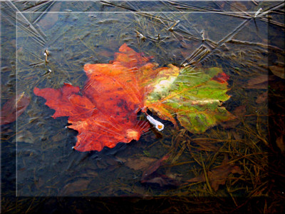 Click here to view at full resolution.