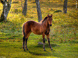 Foal by Junglegeorge, Photography->Animals gallery