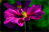 Mexican Aster (Cosmos Bipinnatus) 1 by corngrowth, photography->flowers gallery