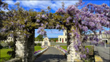 Wisteria by LynEve, photography->gardens gallery