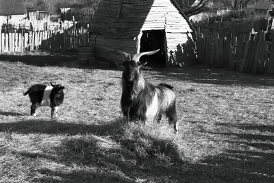 Click here to view at full resolution.