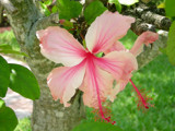 Pink Hibiscus Sunday by mimifly, Photography->Flowers gallery