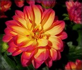 Two Tone Dahlia by trixxie17, photography->flowers gallery