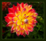 Bright Dahlia by LynEve, photography->flowers gallery