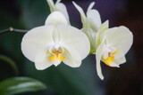 White Orchids with a Hint of Yellow by Pistos, photography->flowers gallery