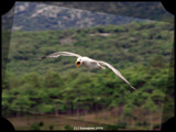 Again warning by kanapon, Photography->Birds gallery