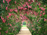 Rose Archway Path by ohpampered1, Photography->Gardens gallery