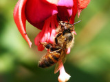 Pollination by skatties, Photography->Flowers gallery