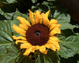 Sunflower by trixxie17, photography->flowers gallery