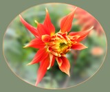 Feeling a Bit Spiky by LynEve, photography->flowers gallery